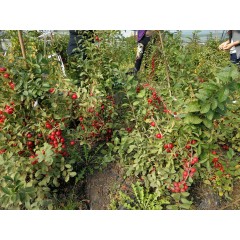 鈣果 農(nóng)大6號樹苗果樹苗木【郵政發(fā)貨、10棵起發(fā)貨】