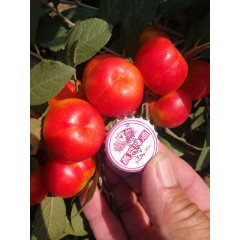 鈣果 農(nóng)大6號樹苗果樹苗木【郵政發(fā)貨、10棵起發(fā)貨】