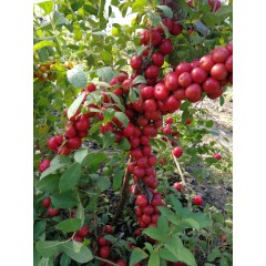 鈣果 農(nóng)大6號樹苗果樹苗木【郵政發(fā)貨、10棵起發(fā)貨】