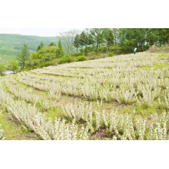 鈣果 農(nóng)大7號樹苗果樹苗木【郵政發(fā)貨、10棵起發(fā)貨】