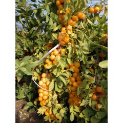 鈣果 農(nóng)大7號樹苗果樹苗木【郵政發(fā)貨、10棵起發(fā)貨】