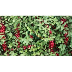 農(nóng)大鈣果4號果樹苗木【郵政發(fā)貨、10棵起發(fā)貨】