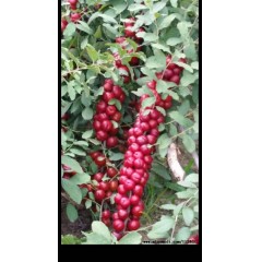 農(nóng)大鈣果4號果樹苗木【郵政發(fā)貨、10棵起發(fā)貨】