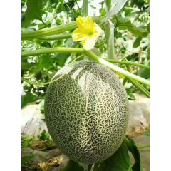 一只長在吐魯番的哈密瓜，西州蜜25號又叫“酥蜜25號”濃郁香甜，甜度驚人?。?！