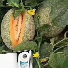 一只長在吐魯番的哈密瓜，西州蜜25號又叫“酥蜜25號”濃郁香甜，甜度驚人！?。? width=