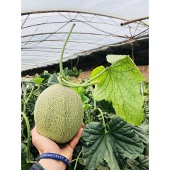一只長在吐魯番的哈密瓜，西州蜜25號又叫“酥蜜25號”濃郁香甜，甜度驚人?。?！