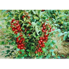 農(nóng)大鈣果苗木農(nóng)大4號、農(nóng)大6號、’‘農(nóng)大7號’樹苗【郵政發(fā)貨、10棵起發(fā)貨】