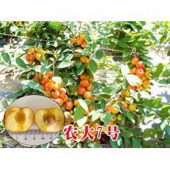 農(nóng)大鈣果苗木農(nóng)大4號、農(nóng)大6號、’‘農(nóng)大7號’樹苗【郵政發(fā)貨、10棵起發(fā)貨】