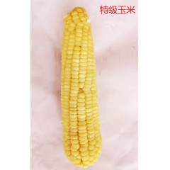 鮮糯玉米熟玉米萬(wàn)糯玉米速凍玉米鮮玉米   /40穗/箱