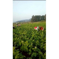 蘇子訂單農(nóng)業(yè) 訂單種植 蘇子葉、蘇子籽 回收收購
